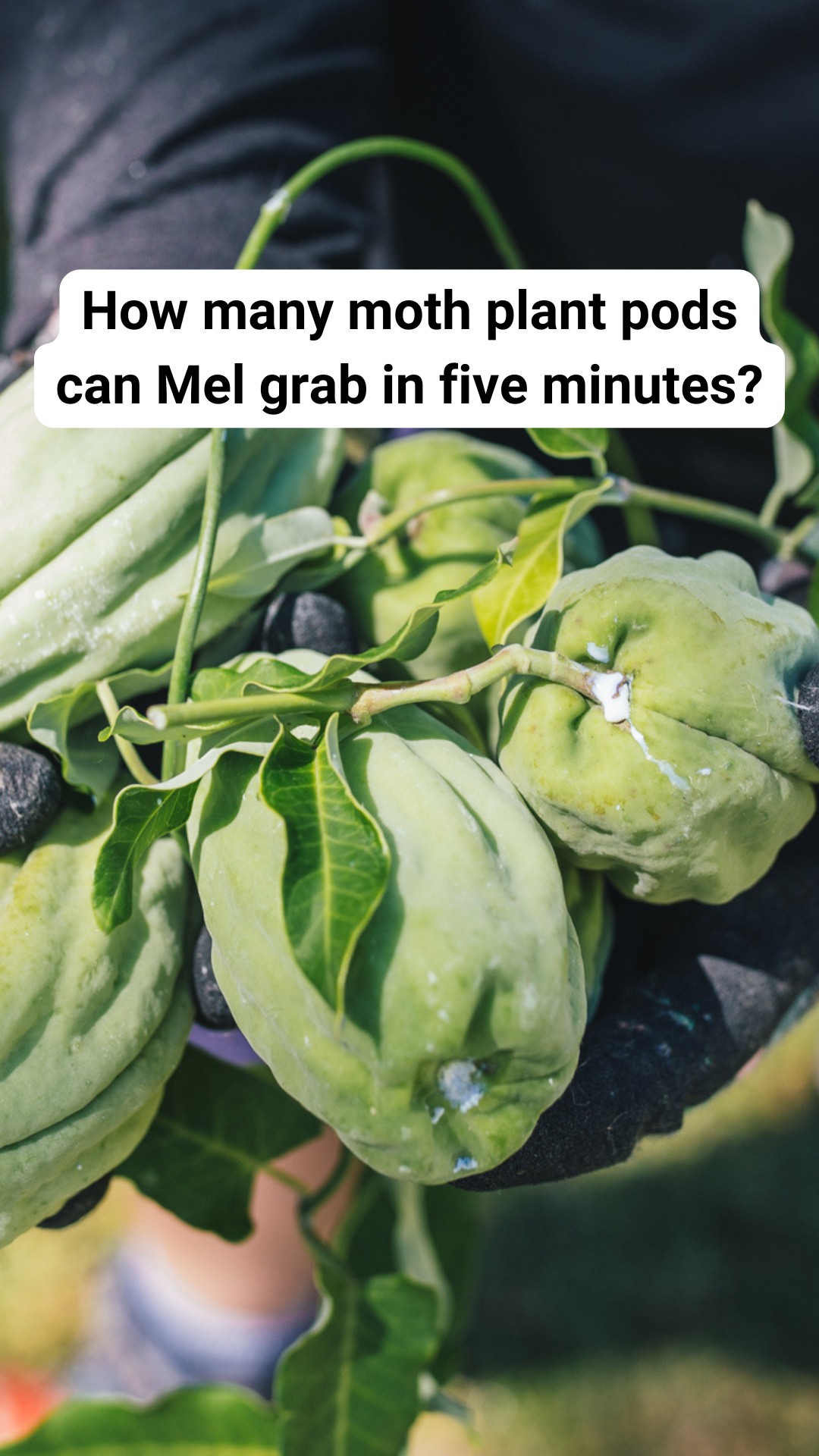 Bringing back Mel vs moth plant pods! There are just five days left to enter the Henderson-Massey Moth Plant Competition and win some seriously good prizes.

Top tip: Make sure you pull the vine out of the ground too so it doesn't keep growing. While the pods need to be removed and put in your rubbish bin, vines can be left to die where they are. 

Supported by Henderson-Massey Local Board.